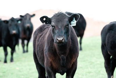 How will Screwworm Impact Cattle Prices?